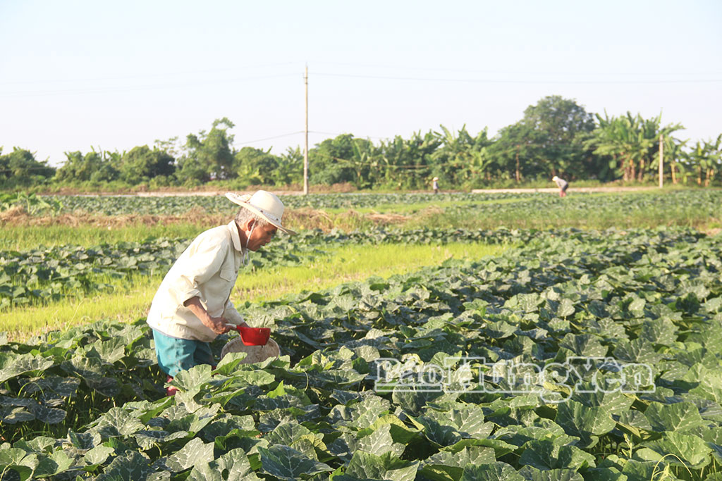 Nông dân thôn An Nạp, xã Bắc Tiên Hưng chăm sóc cây bí đỏ.