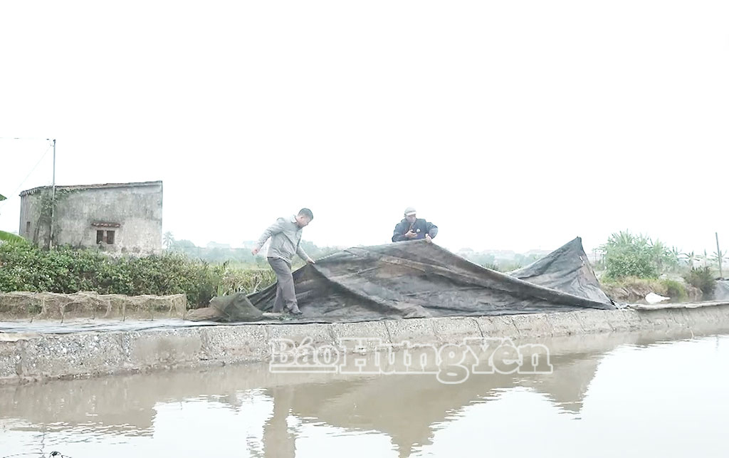  Anh Nguyễn Trọng Bằng, xã Thái Thụy căng bạt tránh gió lùa cho diện tích nuôi thủy sản.