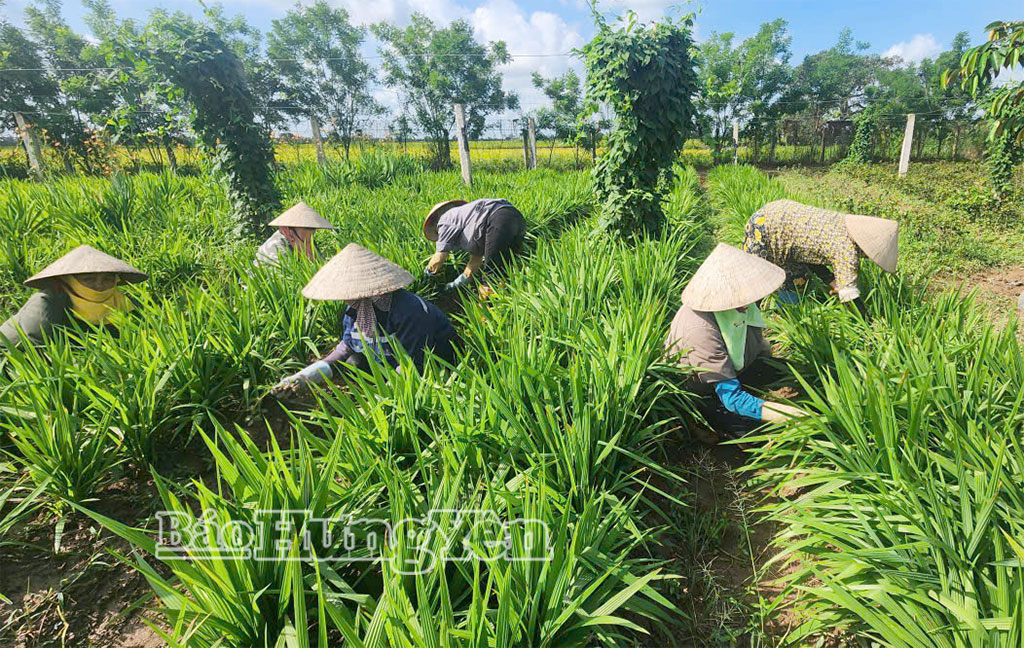 Vùng trồng dược liệu tại xã Hồng Minh.