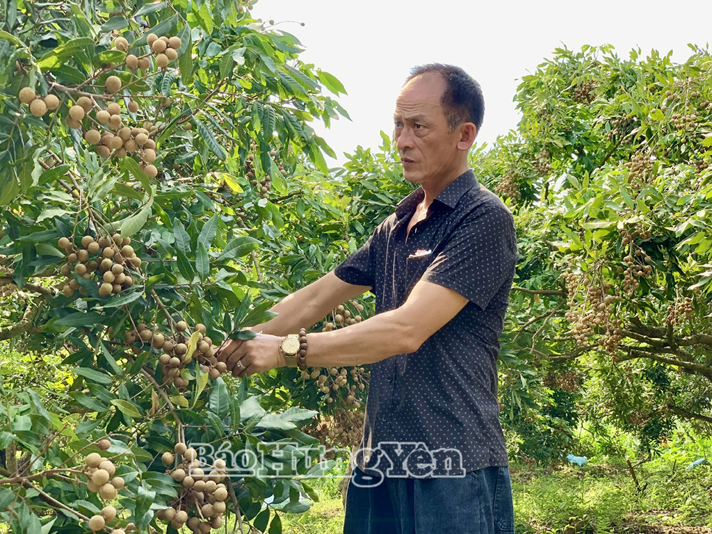 Vùng trồng nhãn theo tiêu chuẩn VietGAP của HTX Nhãn lồng Phương Thượng, xã Tân Hưng.
