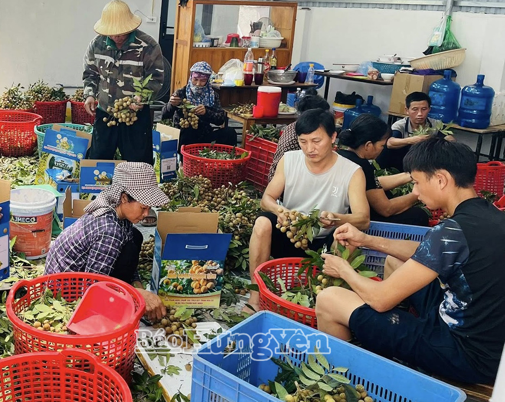 Sản phẩm nhãn quả tươi của HTX Nhãn lồng Phương Thượng được đóng hộp trước khi xuất bán.