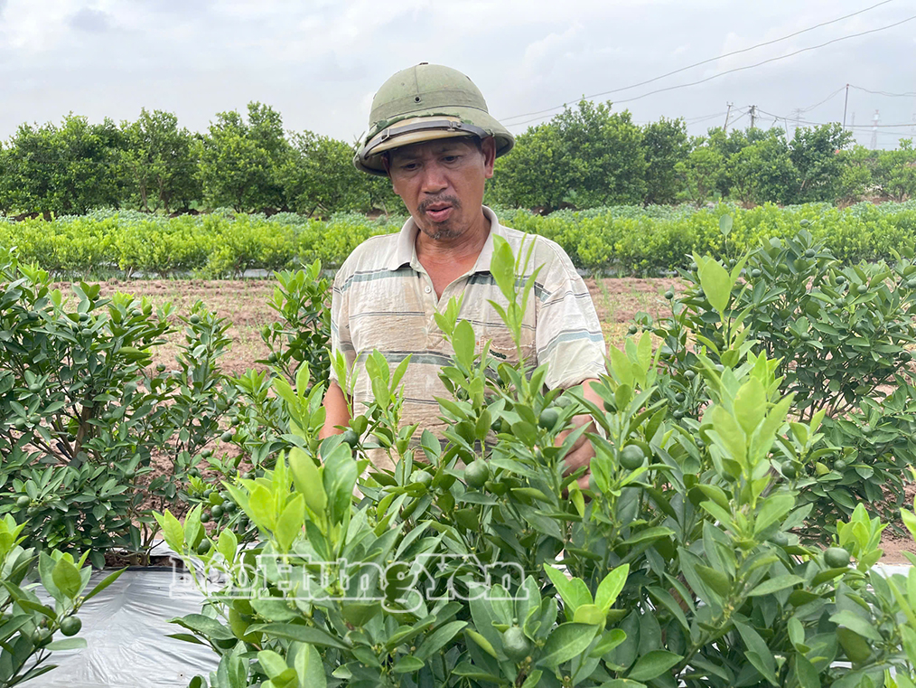 Hiệu quả kinh tế từ mỗi sào quất cảnh ở xã Mễ Sở đạt từ 60 triệu đồng/năm trở lên.