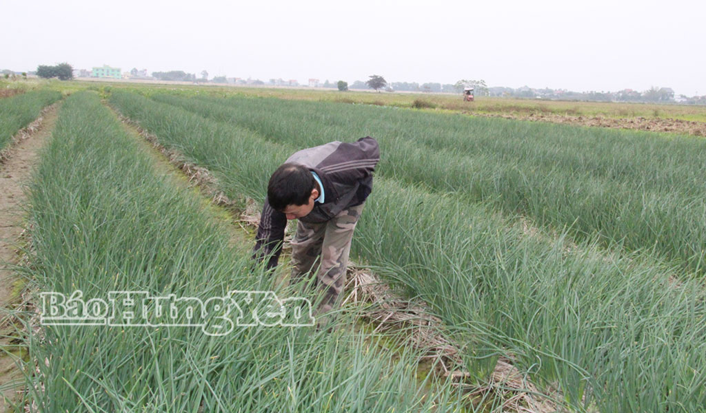 Hành là một trong những loại cây vụ đông sớm được nông dân thôn Tân Tíchlựa chọn trồng để tăng thu nhập.