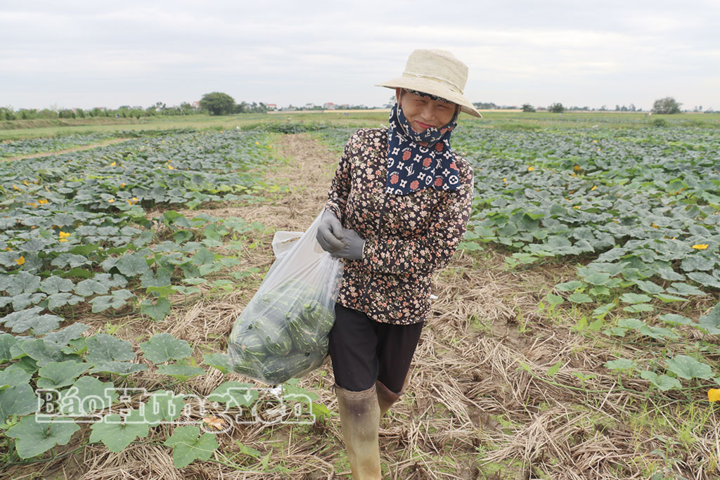 Nông dân thôn Đông Bình Cách thu hoạch bí đông sớm.