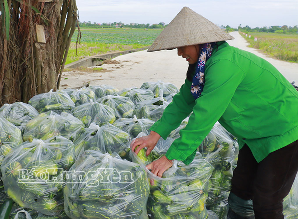Thương lái bao tiêu nông sản vụ đông cho bà con.