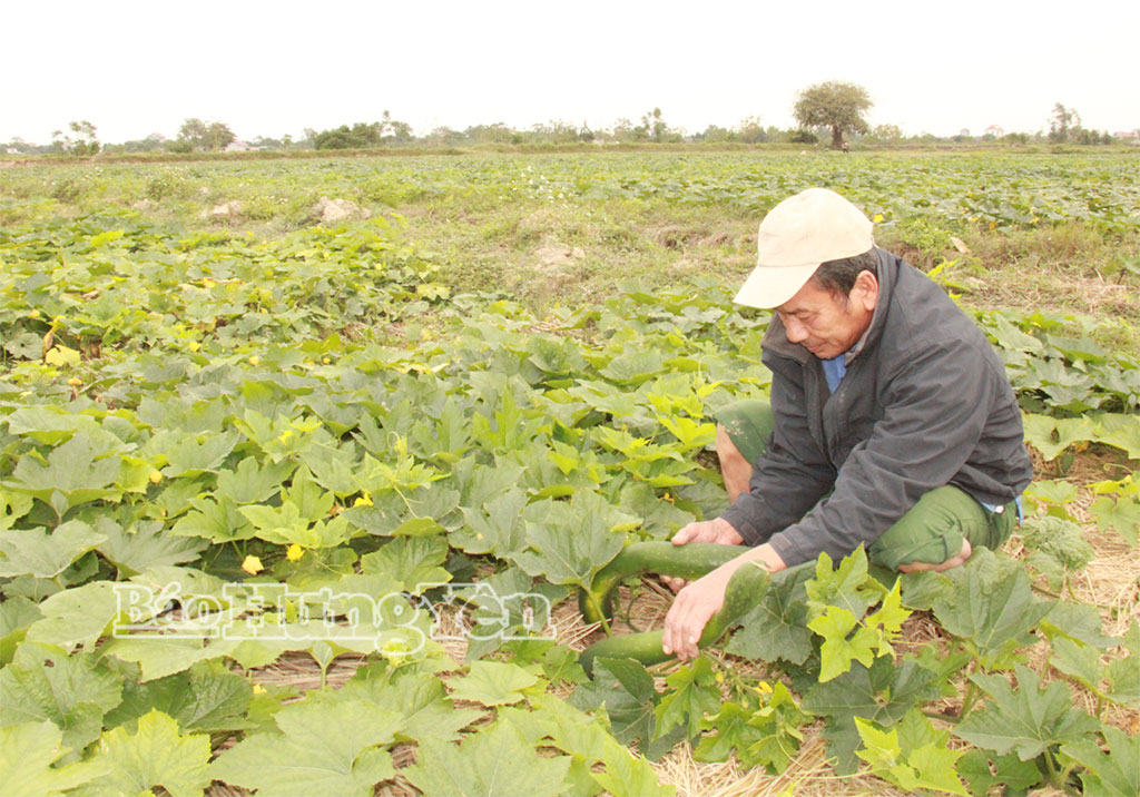 Bí được mùa, được giá người trồng phấn khởi.