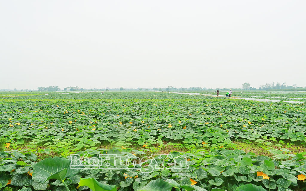 Cánh đồng cây vụ đông sớm của thôn An Nạp, xã Bắc Tiên Hưng.