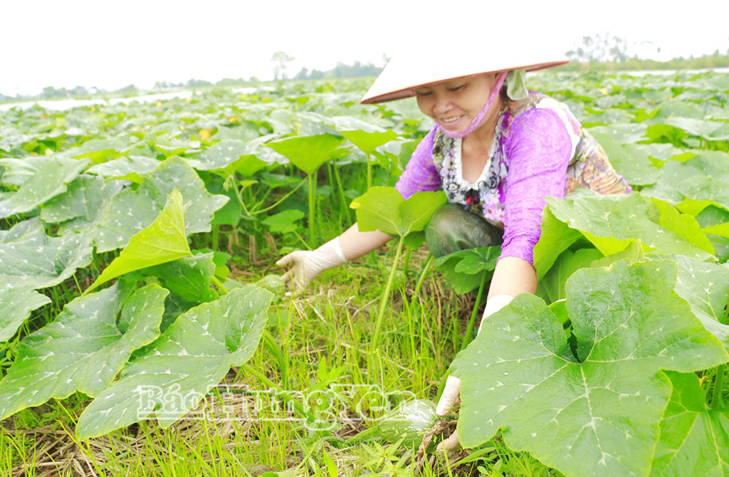 Bà Trần Thị Khường, ở thôn An Nạp phấn khởi vì bí năm nay được mùa, được giá.
