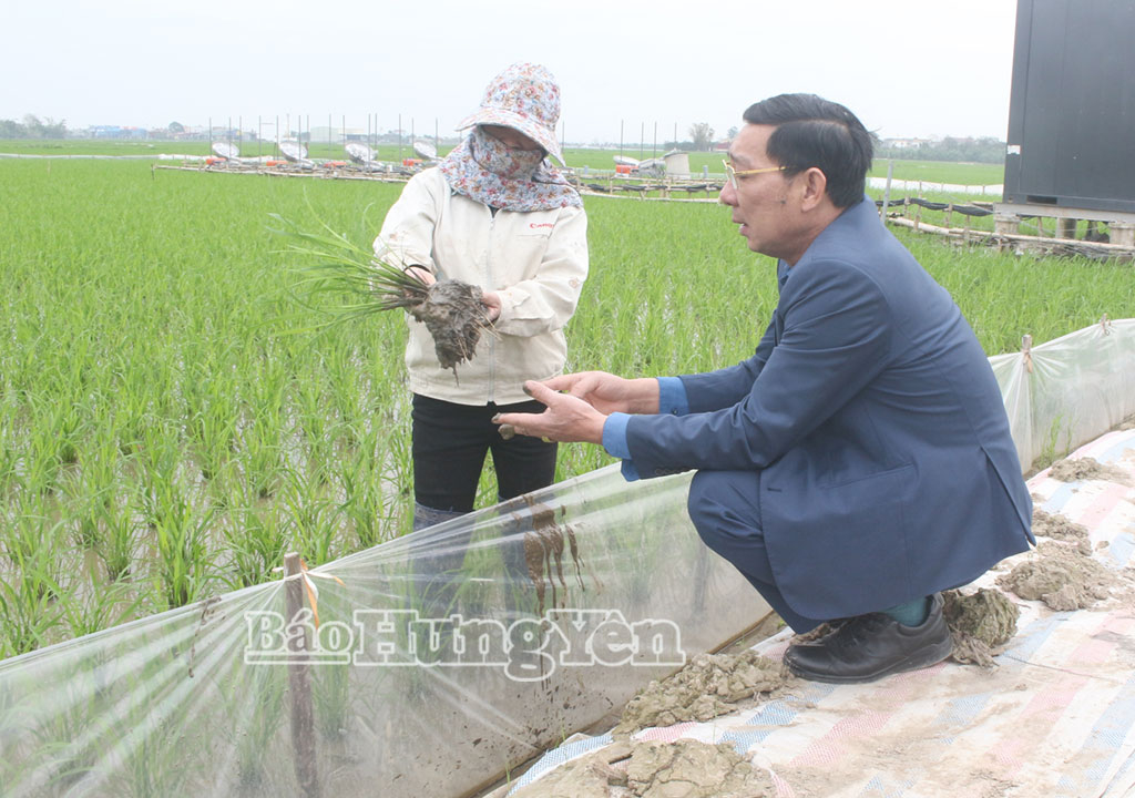 Cán bộ HTX DVNN Phú Lương kiểm tra, hướng dẫn thành viênkỹ thuật canh tác lúa giảm phát thải.