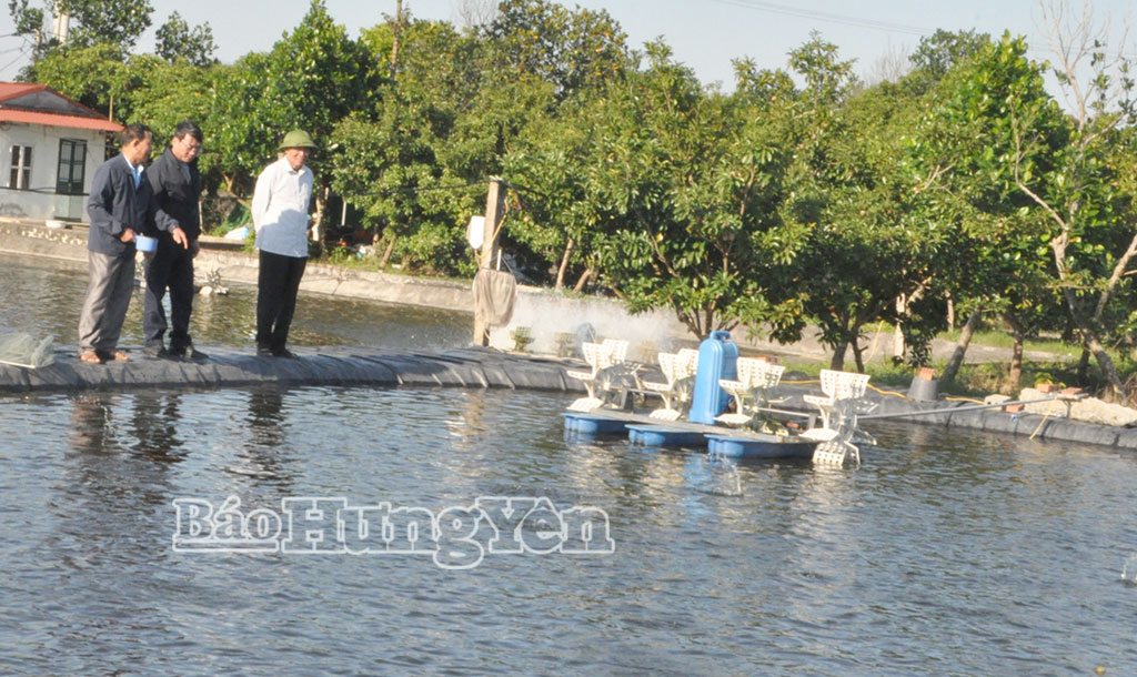 Mô hình nuôi tôm và cá thương phẩm của ông Hoàng Mạnh Ước, thôn Vũ Xá, xã Quang Hưng.