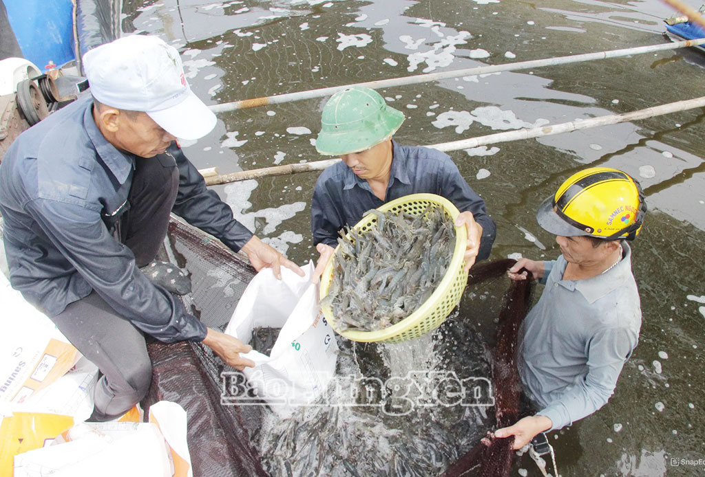 Thu hoạch tôm thẻ tại xã Hưng Phú.