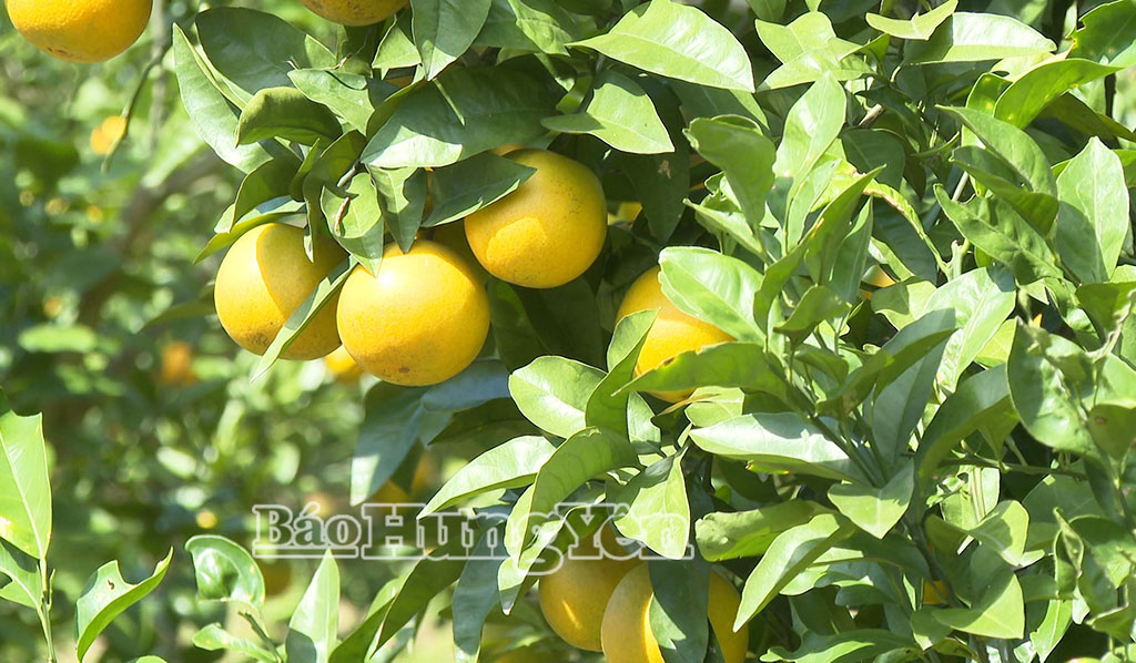 Các vườn cam trên địa bàn tỉnh Hưng Yên đã bắt đầu cho thu hoạch.