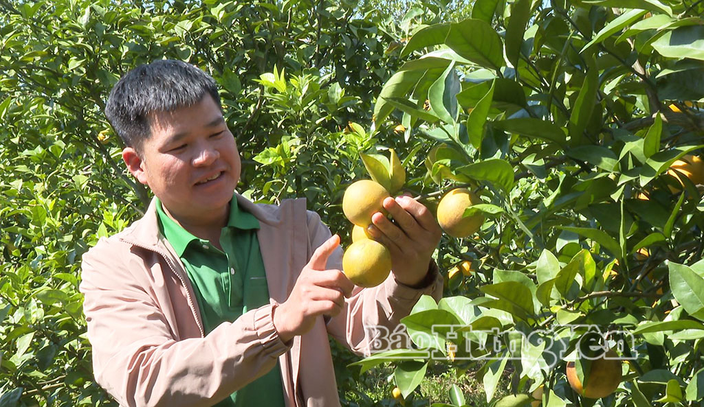 Vườn cam của gia đình anh Hoàng Hữu Quốc ở thôn Hoàng Các, xã Tiên Tiến cho sản lượng ổn định, quả sáng đẹp, đồng đều.