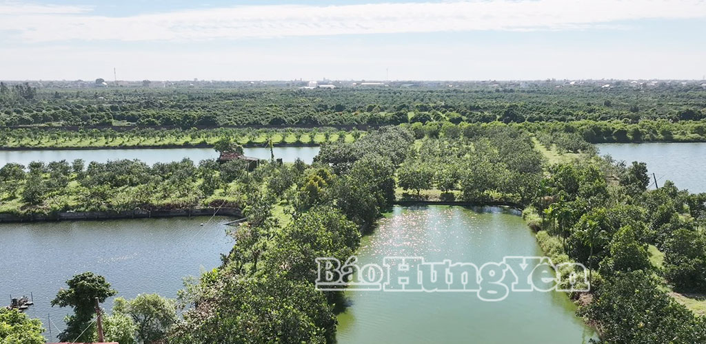 Tỉnh Hưng Yên có gần 1.900 ha trồng cam, sản lượng năm 2025 ước đạt 38.000 tấn