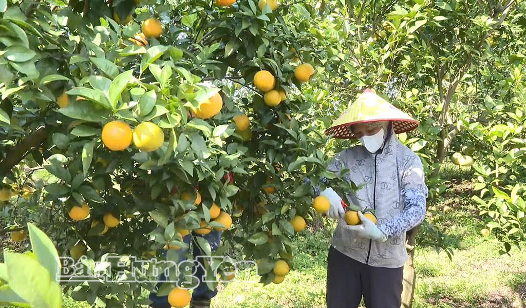 Nông dân xã Tiên Tiến thu hoạch cam chín rộ trong những ngày đầu vụ.