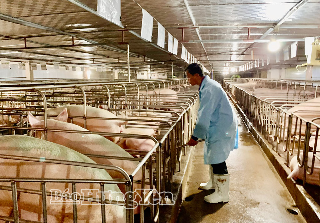 Nông dân xã Tiên Lữ chăm sóc đàn lợn.