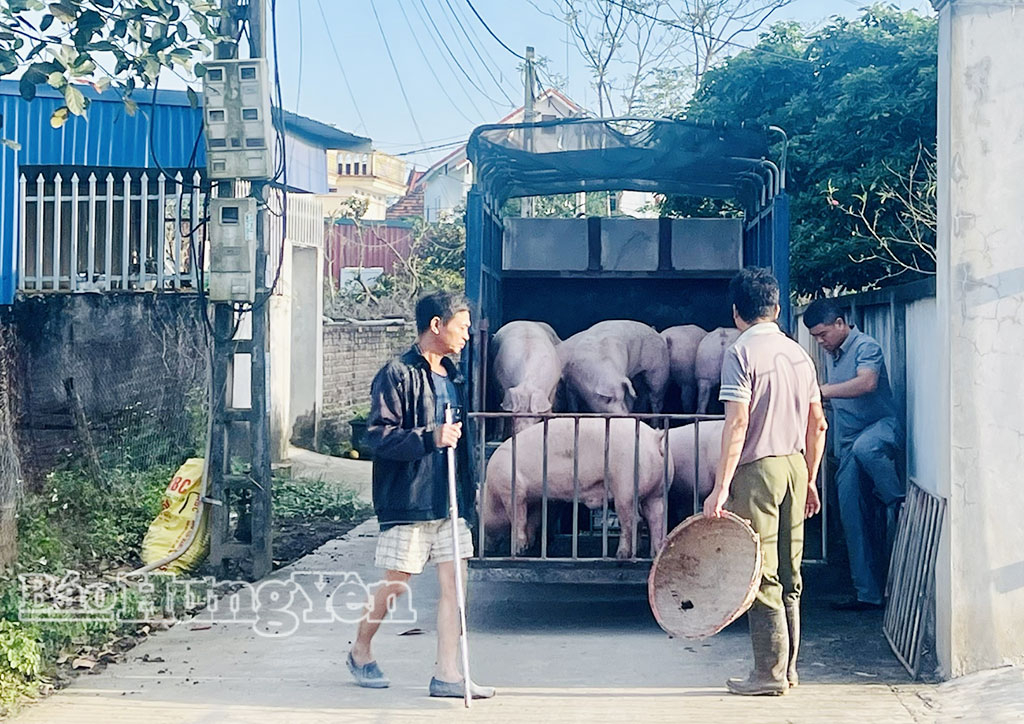 Hiện nay, giá lợn hơi tại tỉnh Hưng Yên dao động 49.000 - 53.000 đồng/kg.