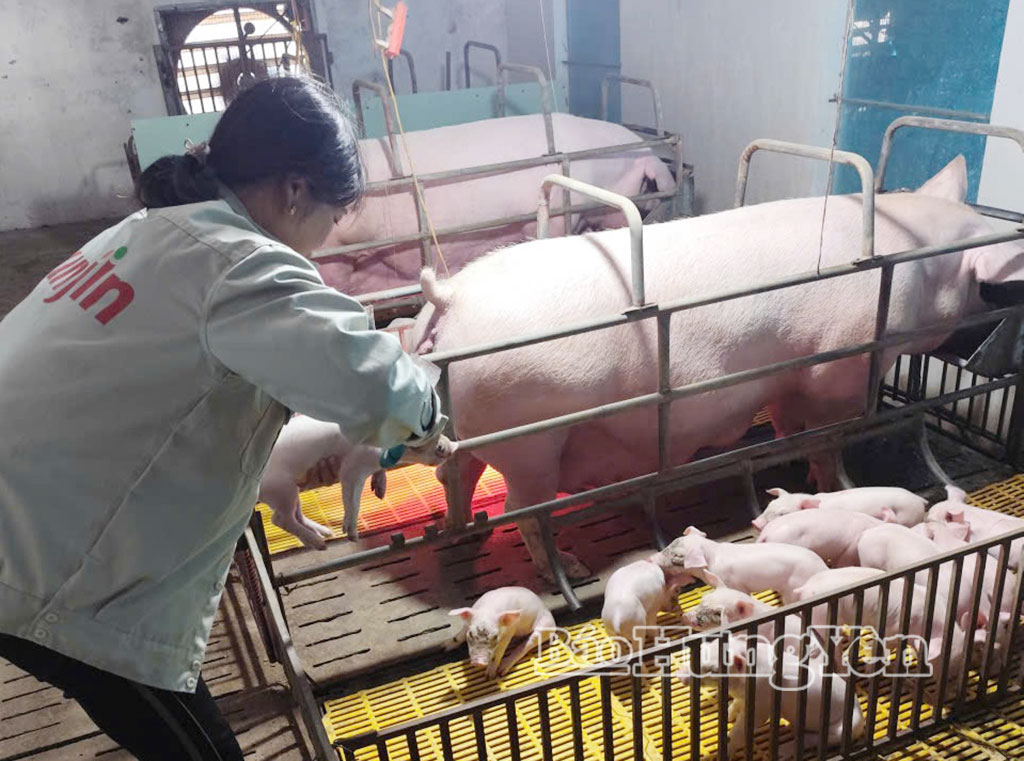 Nông dân tiêm vắc-xin phòng bệnh cho đàn lợn.