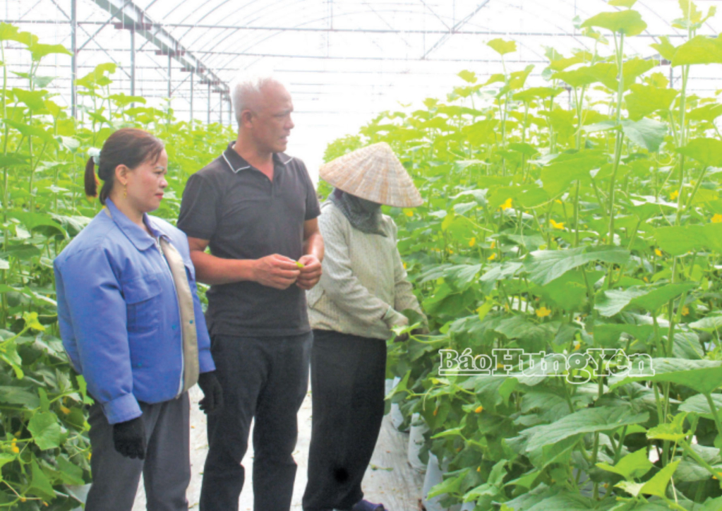 Trồng dưa trong nhà màng của HTX Sản xuất cung ứng rau quả và câydược liệu An Thịnh Phát tại xã Tống Trân.