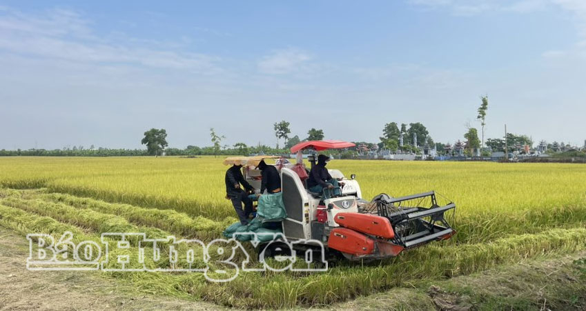 Vùng liên kết sản xuất của HTX DVNN An Ninh (xã Phụ Dực).