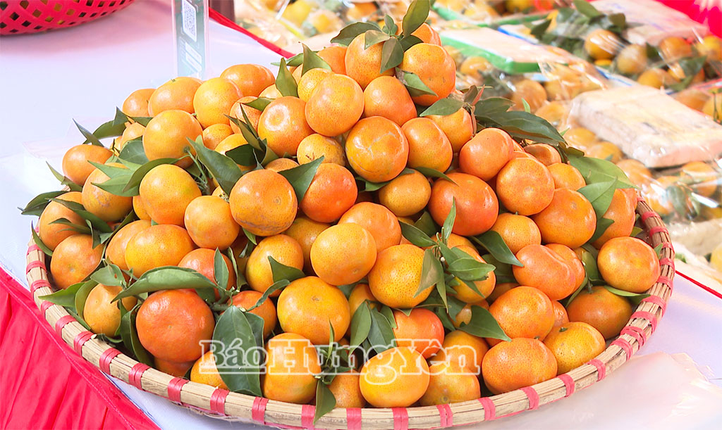 Cam Hưng Yên có mẫu mã đẹp và chất lượng ổn định.