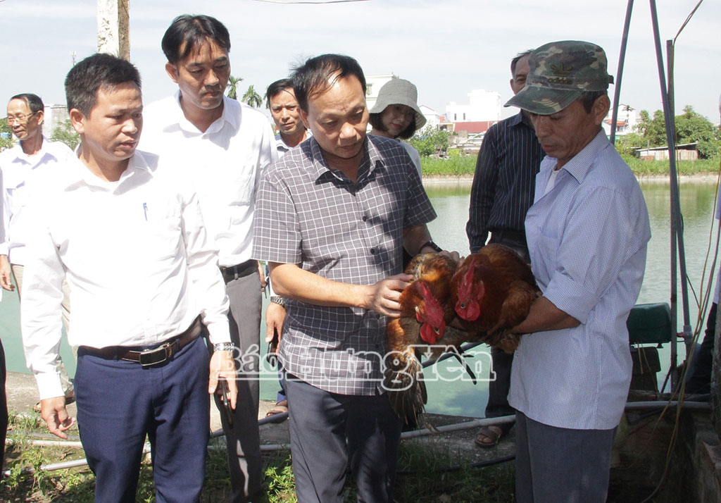 Lãnh đạo Sở Nông nghiệp và Môi trường thăm mô hình chăn nuôi gà lông màu an toàn sinh học tại xã Bình Thanh.