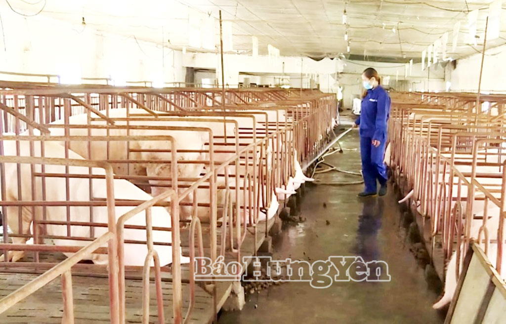 Trang trại chăn nuôi lợn của chị Nguyễn Thị Hằng (phường Đường Hào) thường xuyên được khử trùng tiêu độc bảo đảm an toàn sinh học trong chăn nuôi.