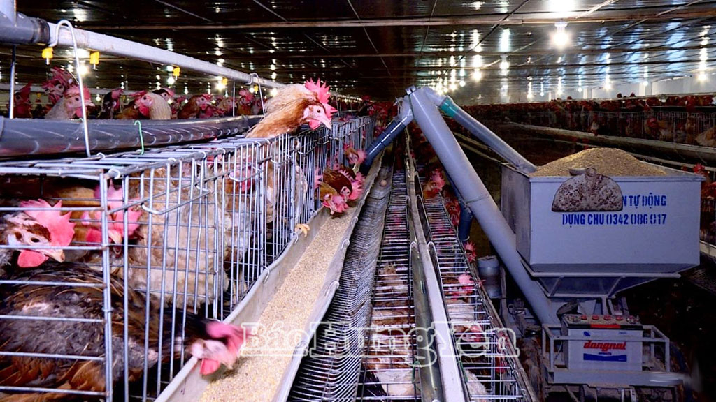 Hệ thống dây chuyền thức ăn tự động tại trang trại nuôi gà đẻ của chị Vũ Thị Lụa (phường Trần Lãm) góp phần kiểm soát dịch bệnh tại khu chăn nuôi.