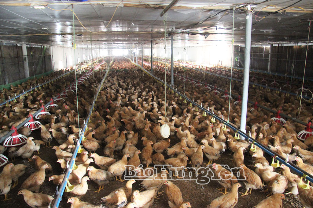 Việc áp dụng chăn nuôi an toàn sinh học tại các trang trại lớn góp phần phòng chống dịch bệnh hiệu quả.