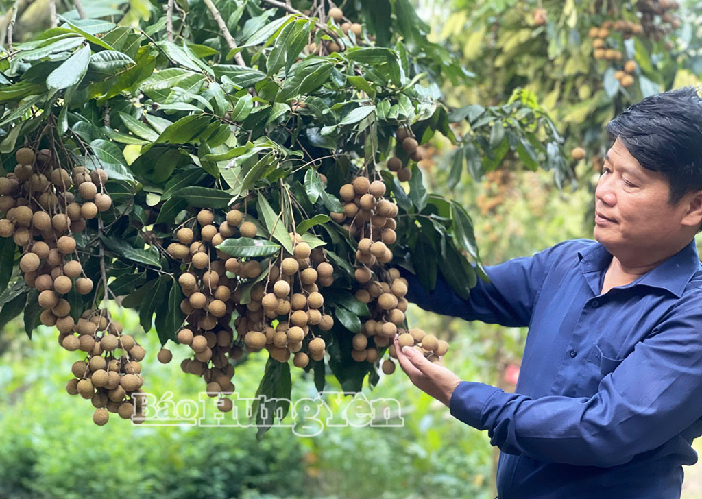 Nhãn Miền Thiết (xã Triệu Việt Vương) được giới thiệu và bán qua mạng xã hội được nhiều khách hàng ưa chuộng.