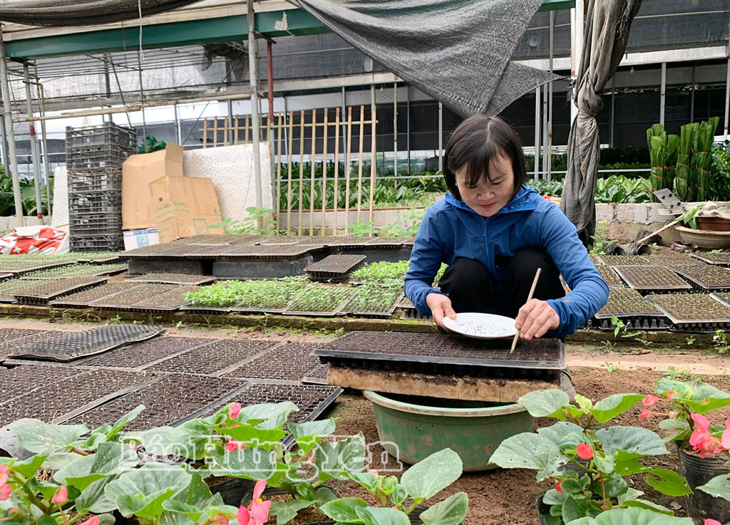 Nông dân xã Phụng Công ươm giống cây hoa ngắn ngày phục vụ thị trường Tết.