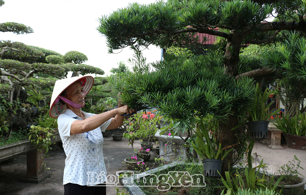 Nghề trồng hoa, cây cảnh ở thôn Bách Tính (xã Tân Thuận) nâng cao thu nhập.