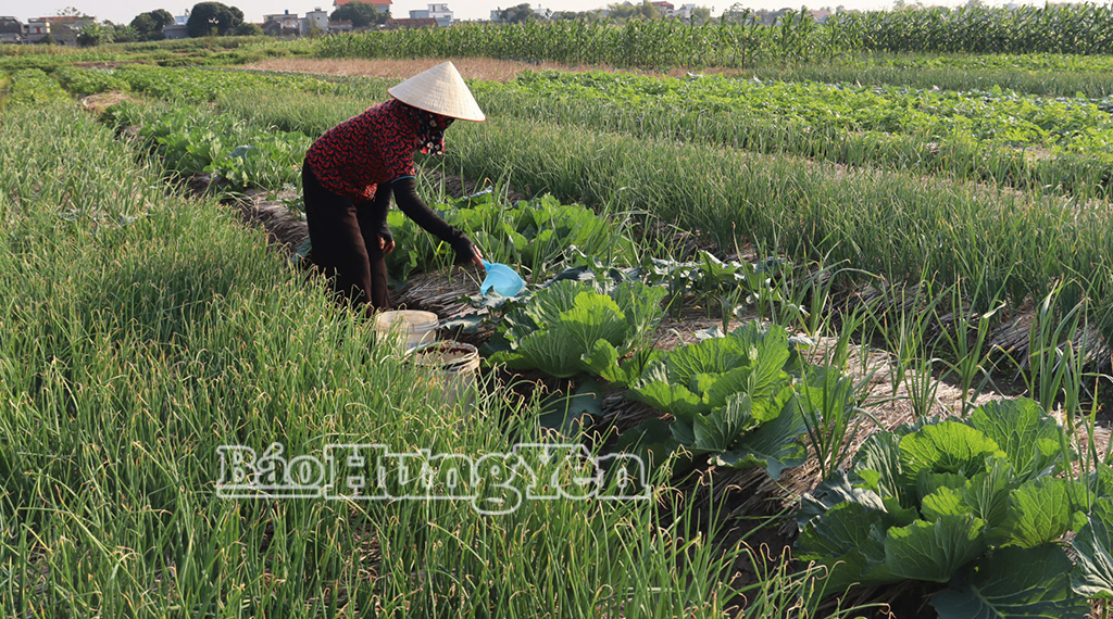 Hội viên phụ nữ thôn Trà Đông tích cực trồng cây vụ đông. 