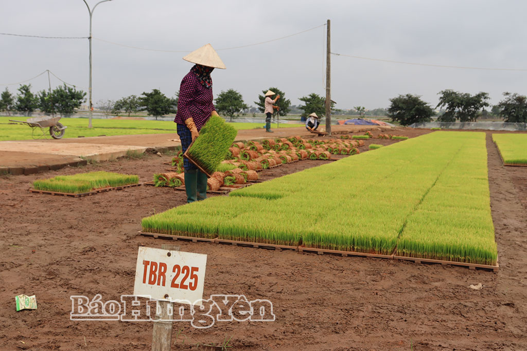 Hàng vụ, mô hình tích tụ ruộng đất, làm mạ khay cấy máy của chị Trần Thị Lanh, thôn Giáo Nghĩa tạo việc làm cho hàng chục hội viên phụ nữ.