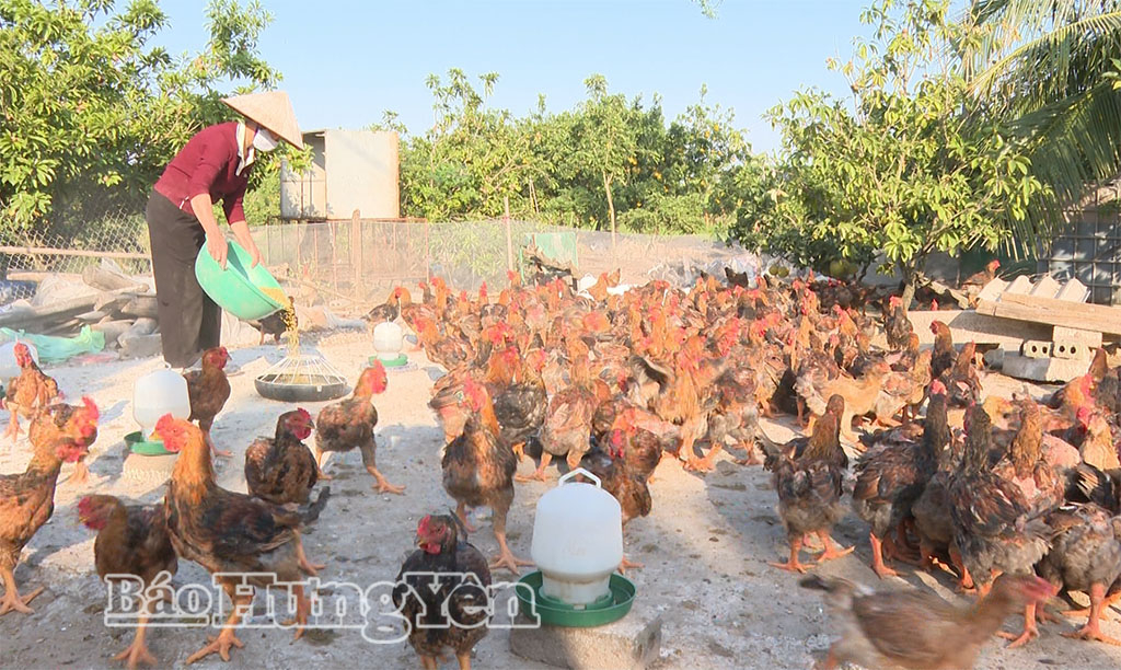 Gia đình ông Phạm Ngọc Phúc (xã Hoàng Hoa Thám) chăn nuôi gà thương phẩm.