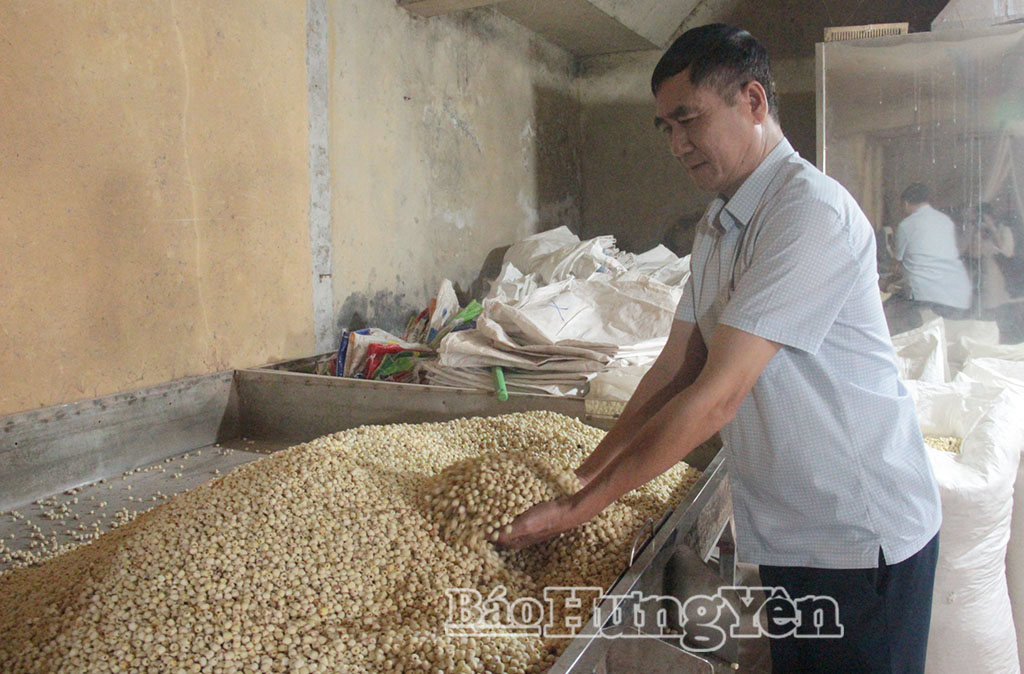 Ông Tái kiểm tra sản phẩm hạt sen.