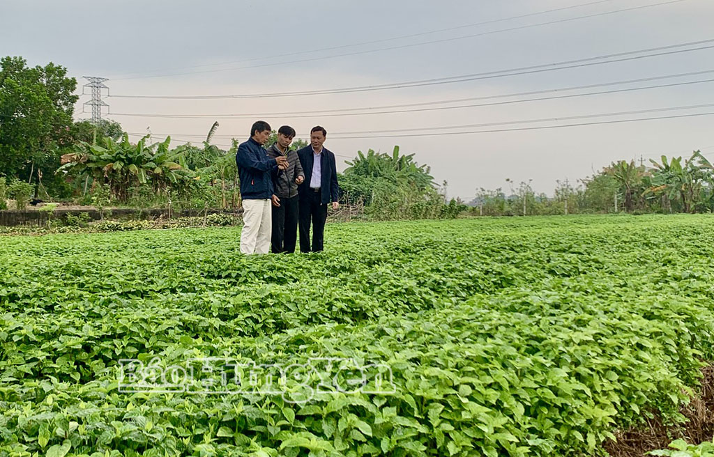 Cánh đồng trồng cây ngưu tất xanh mướt của nông dân thôn An Mai, xã Hưng Hà.