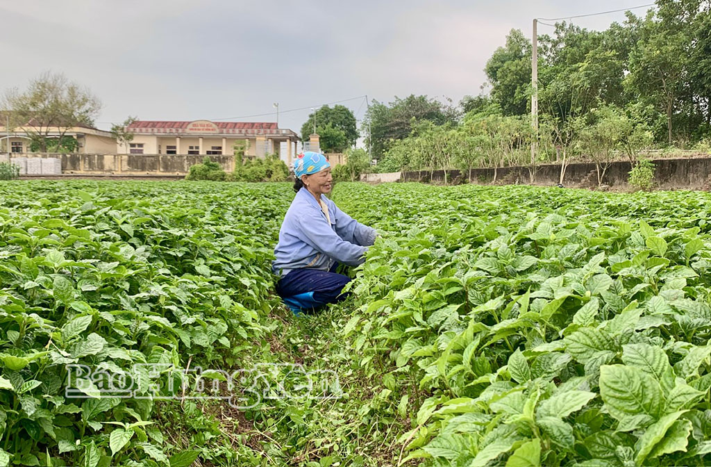 Ngưu tất là loại cây dược liệu dễ trồng, tuy nhiên đòi hỏi nhiều công chăm sóc.