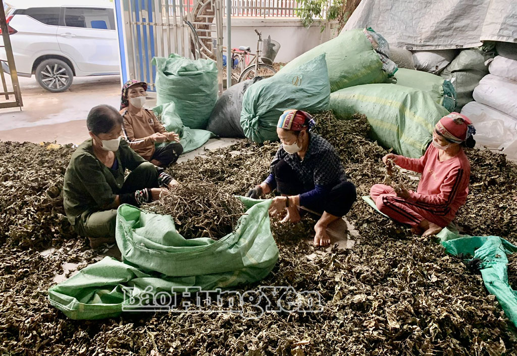 Các loại cây dược liệu sau khi thu hoạch được người dân sơ chế, đóng gói trước khi xuất bán cho thương lái hoặc doanh nghiệp.