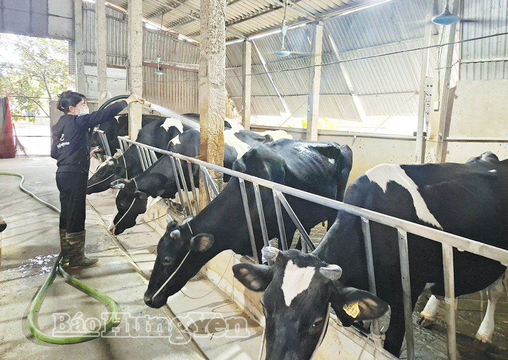 Giáo dân Phạm Thị Huê chăm sóc đàn bò sữa