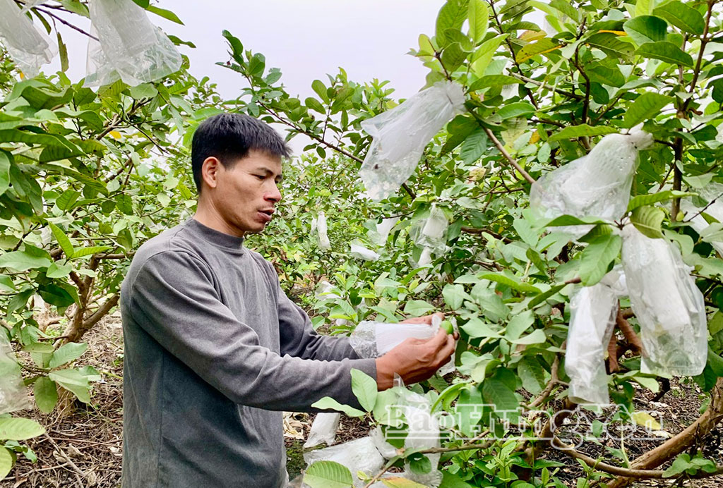 Cây ổi lê Đài Loan trên đồng đất xã Hoàn Long.