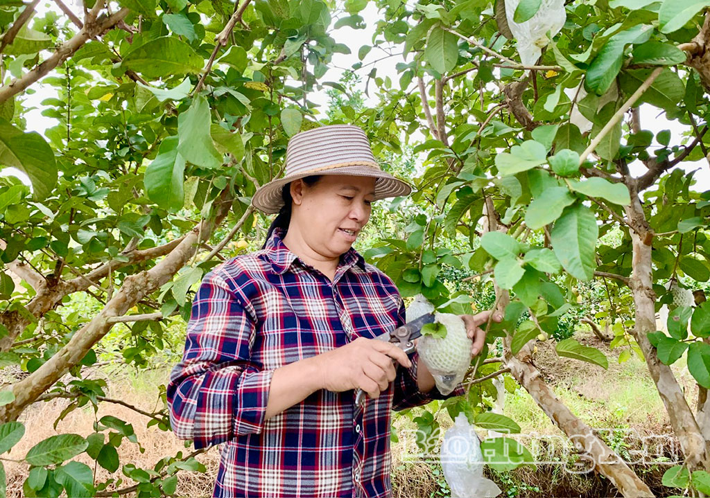 Nông dân xã Hưng Hà thu hoạch ổi lê.