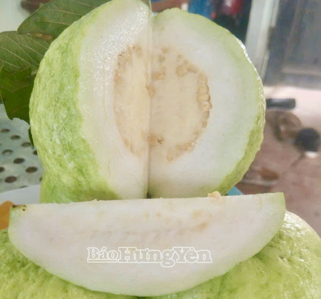 Ổi lê VV88id nổ hũ có đặc trưng quả giòn, vị ngọt đậm, mẫu mã đẹp, được thị trường ưa chuộng.