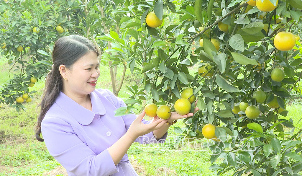 Vườn cam vàng rực vào độ chín ở phường Hồng Châu.