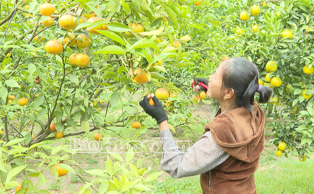 Thu hoạch cam đường canh.