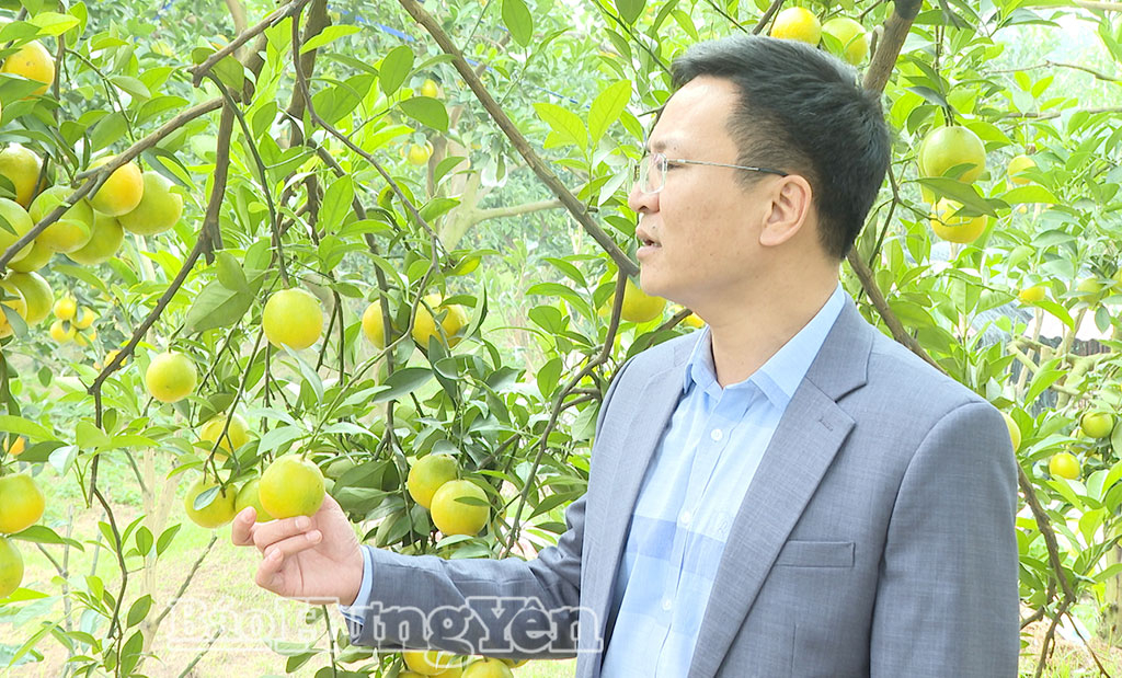 Cam đồng tiền, giống cam cho giá trị cao ở phường Hồng Châu.