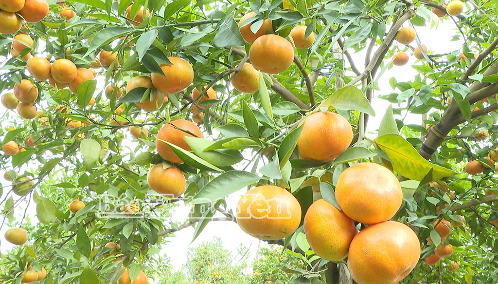 Cam ở phường Hồng Châu có mã đẹp, mọng nước và vị ngọt đậm.