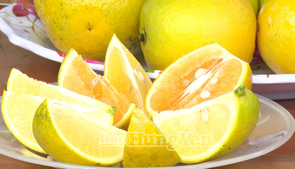 Về thăm phường Hồng Châu mùa này, du khách sẽ được tận mắt chiêm ngưỡng những vườn cam sai trĩu quả và thưởng thức hương vị cam chín ngọt lành tại vườn.