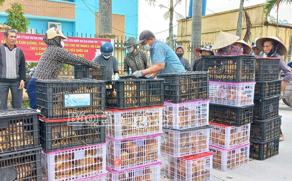 Hơn 1.000 con gà giống được bàn giao cho hộ nghèo, cận nghèo.