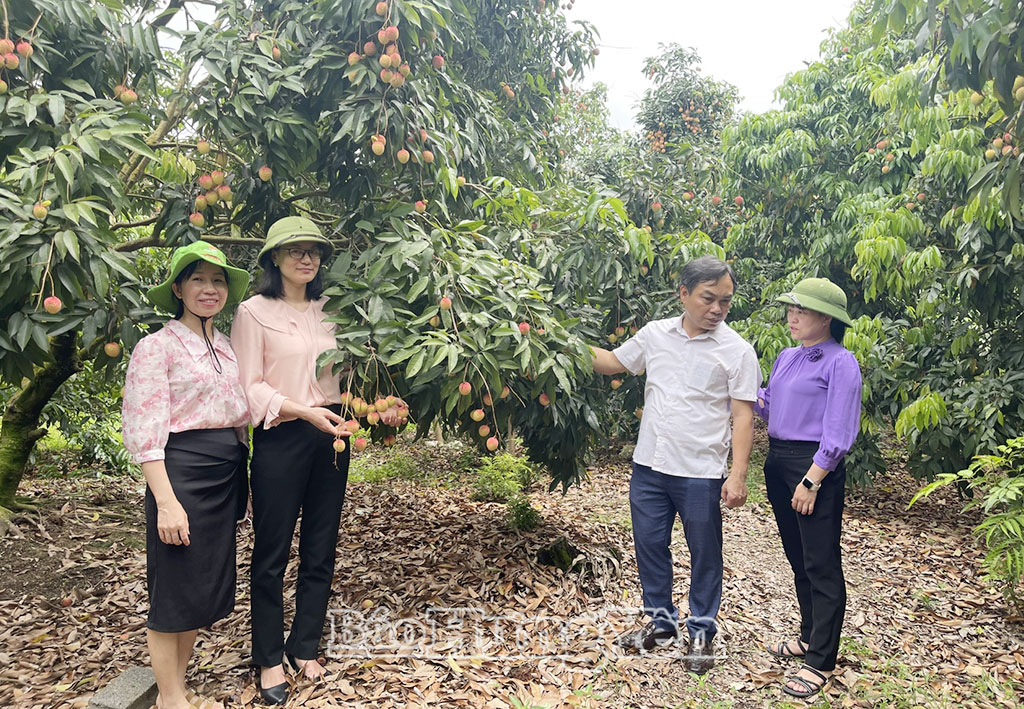 Đề án “Bảo tồn và phát triển vùng trồng nhãn, vải đặc sản Hưng Yên giai đoạn 2020 -2025, định hướng đến năm 2030” đã hỗ trợ kinh phí, hướng dẫn  các hộ gia đình chăm sóc, bảo tồn nguyên trạng 45 nguồn gen nhãn, 5 nguồn gen vải.